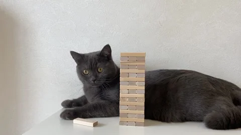 Jenga game and cat. Stock Footage 219813612