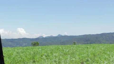 Jengkoang field Stock Footage 170883853