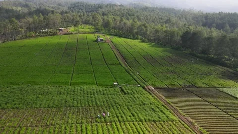 Jengkoang Hill Stock Footage 265054943