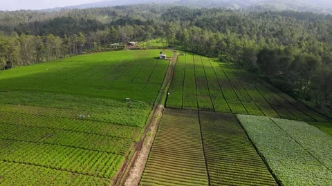 Jengkoang Hill Stock Footage 265055016