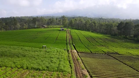 Jengkoang Hill Stock Footage 265056236