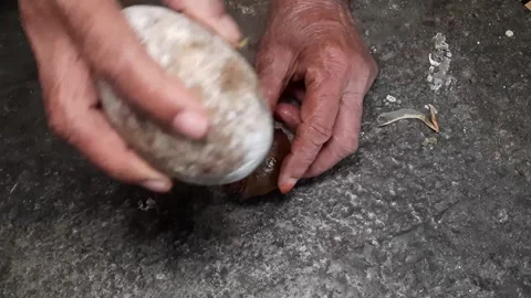 Jengkol fruit peeled by someone tapping it on the cement floor, a typical Sou Stock Footage 255518591