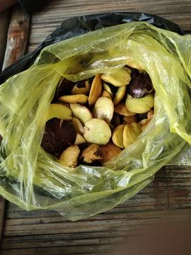 Jengkol Stock Photos