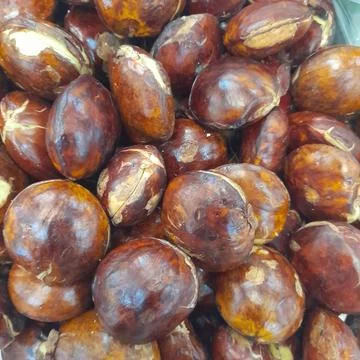 Jengkol Foto stock