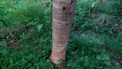Jengkol tree trunks thrive in the yard of the house Stock Footage 203331638