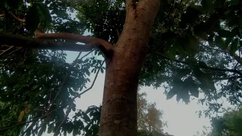 Jengkol tree trunks thrive in the yard of the house Stock Footage 203331801