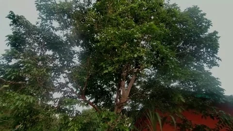 Jengkol tree trunks thrive in the yard of the house Stockbeeldmateriaal 203332061