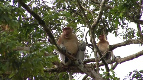 Jengtung Monkey Stock Footage 170358124