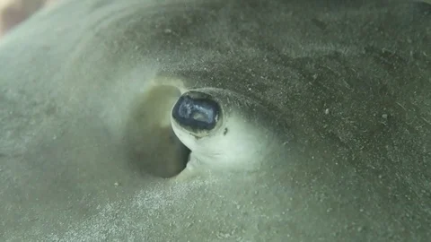 Jenkins whiptail stingray eye Stock Footage 80798475