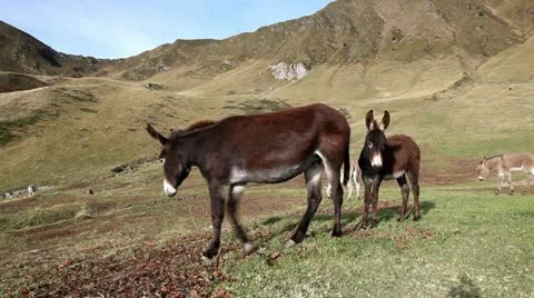 A jenny (female donkey) with his colt, running away Stock Footage