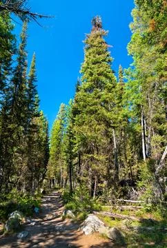 Jenny Lake Loop Trail through evergreen forest in Grand Teton National Park Stock Photos
