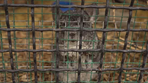 The Jerboa in a Cage Stock Footage 315219722
