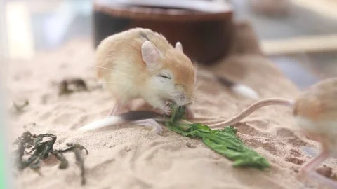 Jerboa or desert kangaroo rat 스톡 동영상 265934916