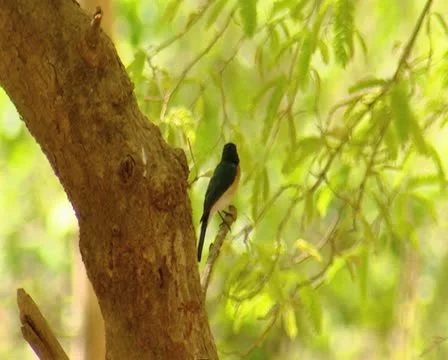 Jerdon's Bush Chat at Gir Forest India Stock Footage 11314588
