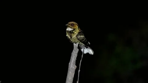 Jerdon's nightjar calling at night 4k Stock Footage 336115148