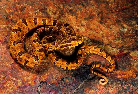Jerdon's Pit Viper. Protobothrops Jerdoni. Venomous. Rarely available. Arun.. Stock Photos