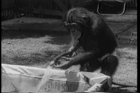 Jerry the Chimp cooling off in summer heat - playing in water 1950 archival Stock Footage 201195937