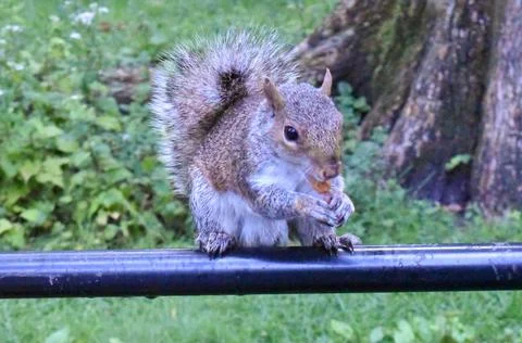 Jerry the squirrel in Central Park Stock Photos