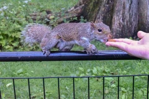 Jerry the squirrel in Central Park Stock Photos