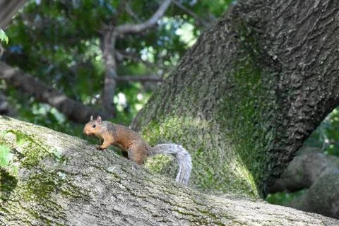 Jerry the squirrel in Central Park Stock Photos