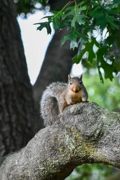 Jerry the squirrel in Central Park Stock Photos