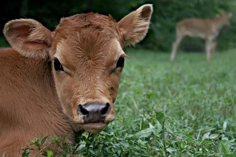 Jersey Bull Calf Bedded Down In Pasture On A Farm Stock Photos