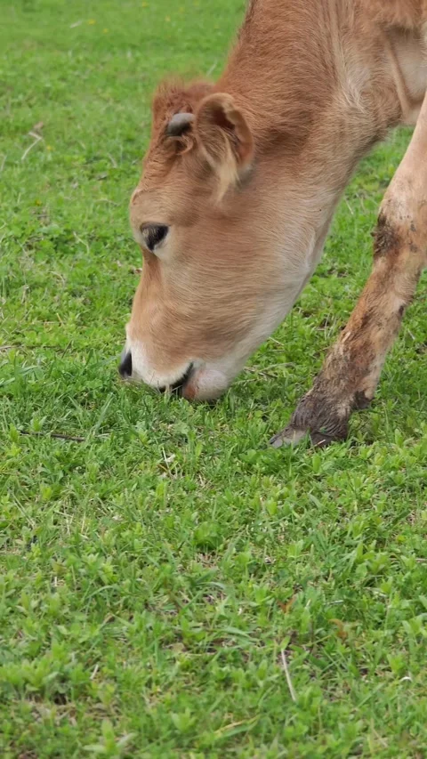 Jersey calf grazing in the meadow Vidéo 307869965