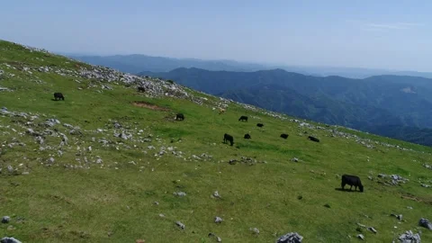 Jersey Cattle, Black Wagyu, Limestone Cliffs, and the Mountain Range Towards 库存影片 330970235