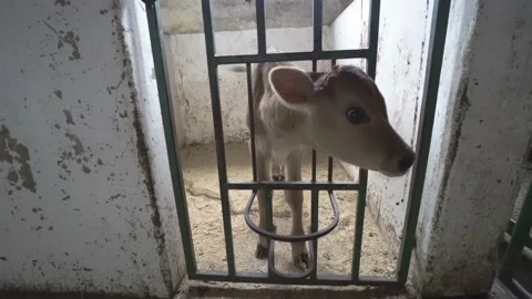 Jersey cattle calf in a pen Stock Footage 239107892