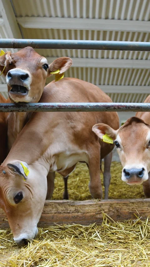 Jersey cattle cows looking at camera in barn Video stock 315151423