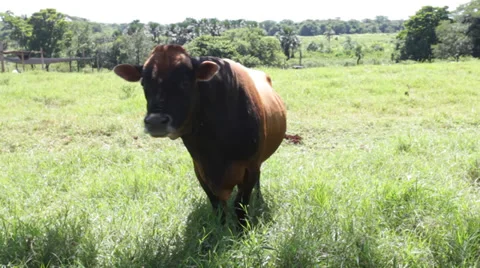 Jersey Cattle 库存影片 35245835