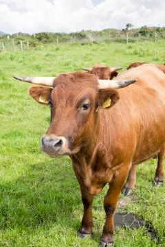 Jersey cattle in green fields Stock Photos