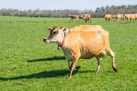  Jersey cattle running on a field Jersey cattle running on a green field i... Stock Photos