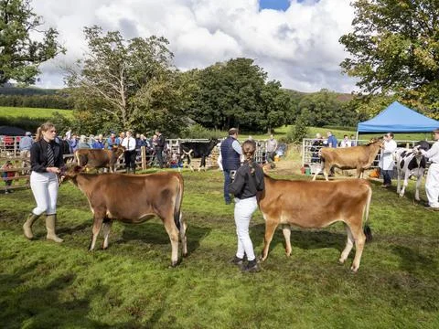 A Jersey cow being displayed at the Broughton in Furness annual agricultural  Stock Photos