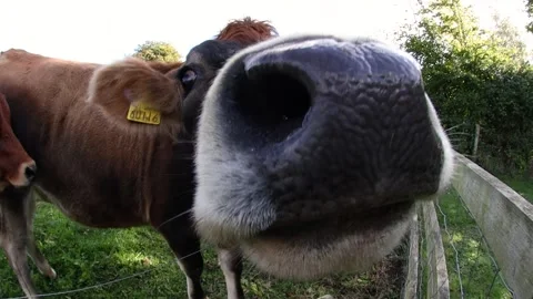 Cow Licking Camera Stock Video Footage | Royalty Free Cow Licking ...