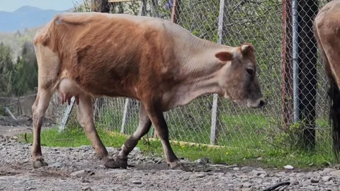 Jersey cow grazing and scratching by metal fence Stock-Footage 307869936