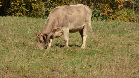 Jersey Cow grazing Vidéo 64825698