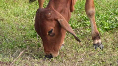 Jersey cow having grass closeup, Holstein cow Vídeos de archivo 292054280