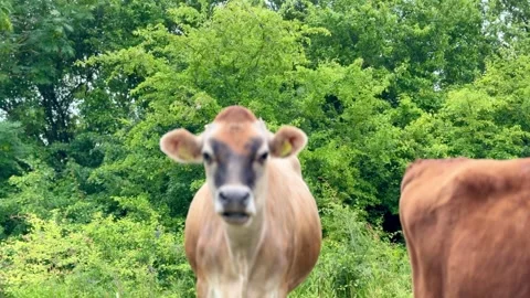 Jersey cow looking directly forward in pasture Stock-Footage 337303127