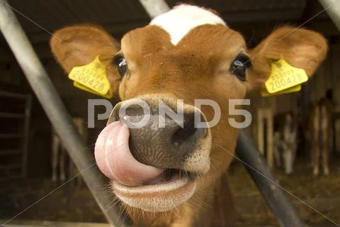 Jersey cow Stock Photos