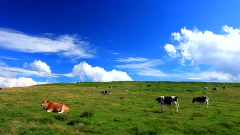 Jersey Cows and Holsteins Vídeos de archivo 330351965