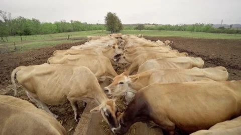 Jersey Cows Feeding Stock Footage 239115785