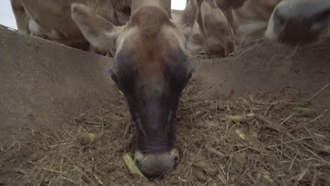 Jersey Cows Feeding Stock Footage 239115786