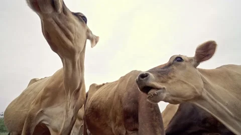 Jersey Cows Feeding Stock Footage 239115799