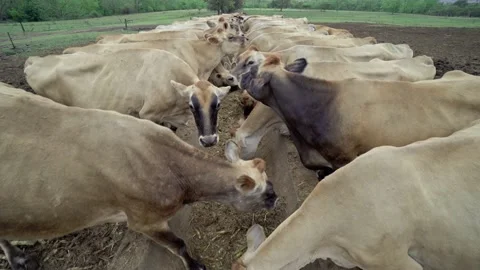 Jersey Cows Feeding Stock Footage 239115800