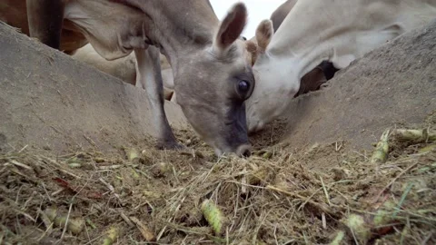 Jersey Cows Feeding Stock Footage 239115970