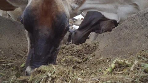 Jersey Cows Feeding Stock Footage 239116077