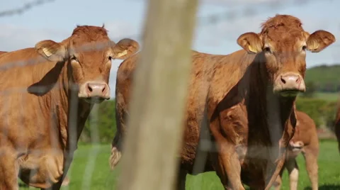 Jersey cows in a field on a sunny day Stock Footage 58626037