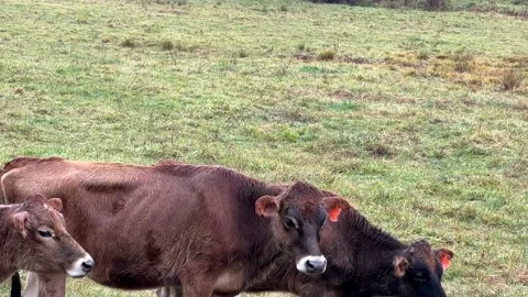 Jersey Cows On A Misty Day Stock Footage 224708252