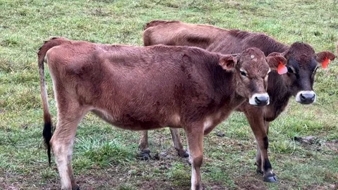 Jersey Cows In Pasture Stock Footage 224708320